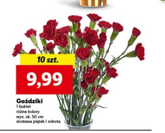 Lidl Goździki 50 cm oferta