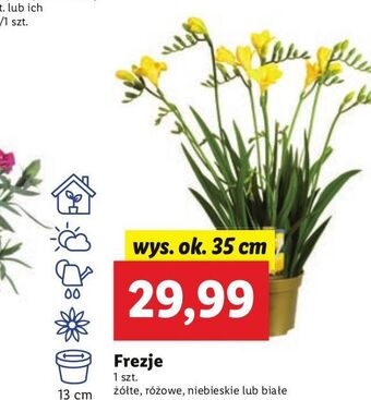 Lidl Frezje wys. 35 cm białe oferta