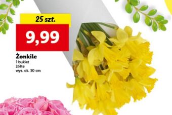 Lidl Żonkile oferta