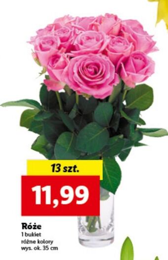 Lidl Róże 35 cm oferta