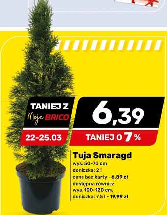 Bricomarche Tuja oferta