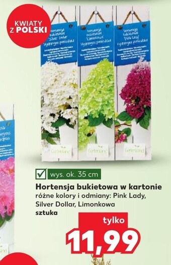 Kaufland Hortensja oferta