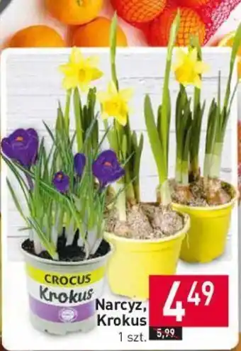 Stokrotka Narcyz, Krokus 1 sztuka oferta