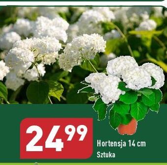 ALDI Hortensja wielokwiatowa don. 14 cm oferta