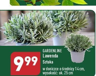 ALDI Lawenda don. 14 cm garden line oferta