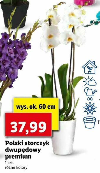 Lidl Polski storczyk dwupędowy premium oferta