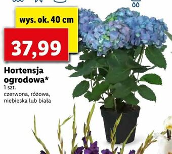 Lidl Hortensja ogrodowa oferta