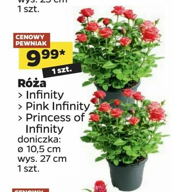 Netto Róża oferta