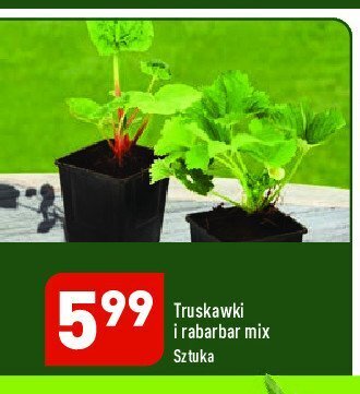 ALDI Rabarbar oferta