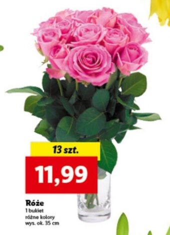 Lidl Róże 13szt. oferta