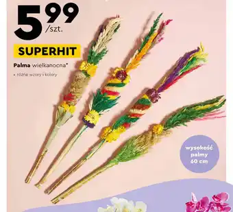 Biedronka Palma wielkanocna oferta