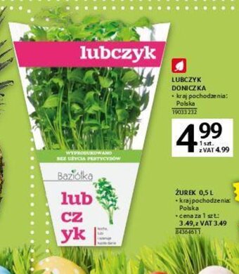 Selgros Lubczyk Doniczka oferta