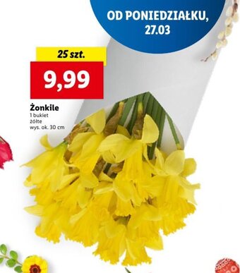 Żonkile 25szt.