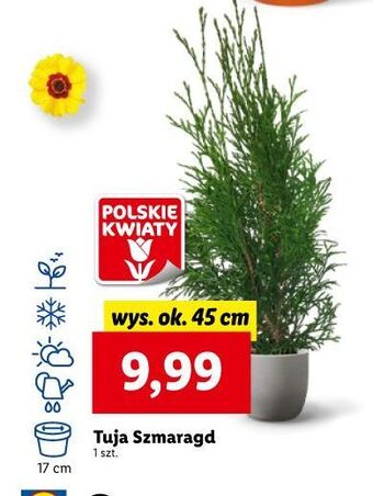 Lidl Tuja szmaragd oferta