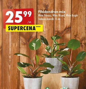 Biedronka Filodendron white knight oferta
