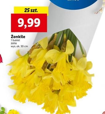 Lidl Żonkile oferta