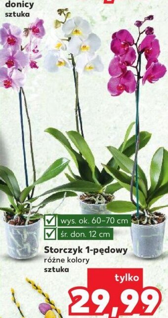 Kaufland Storczyk 1-pędowy oferta