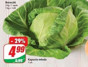 Dino Kapusta młoda oferta