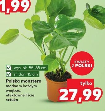 Kaufland Monstera 15 cm oferta