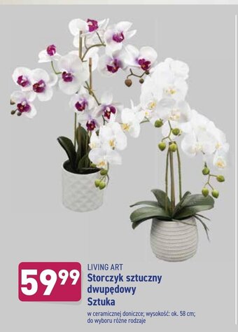 Storczyk sztuczny dwupędowy