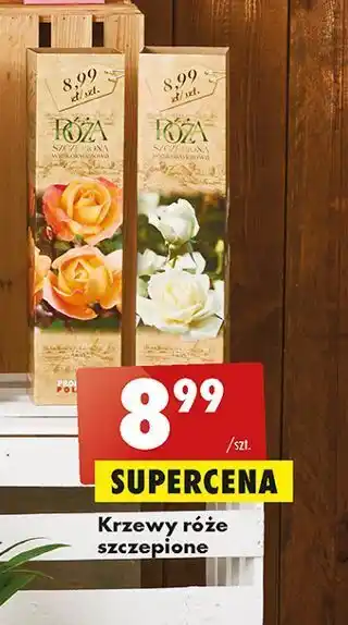 Biedronka Róża szczepiona na pniu wielkokwiatowa oferta