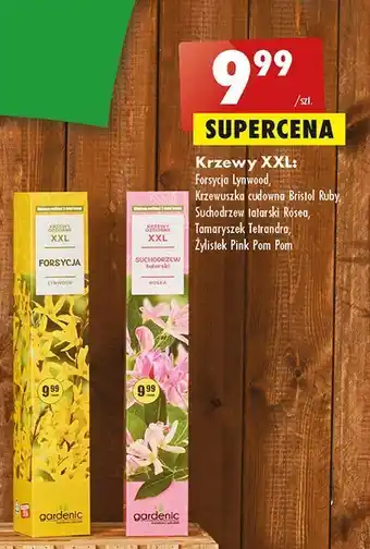 Biedronka Krzew ozdobny - żylistek gardenic yard oferta