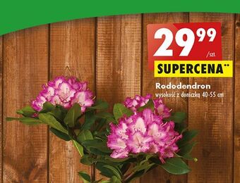 Rododendron