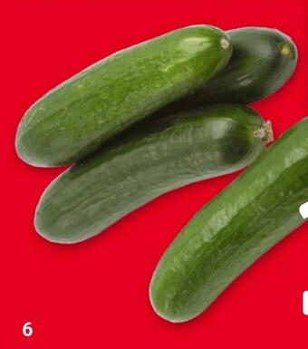 Selgros Ogórek oferta