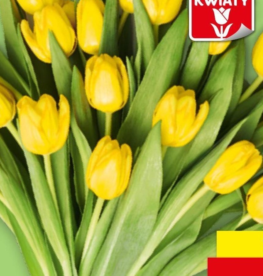 Promocja Bukiet tulipanów w Lidl
