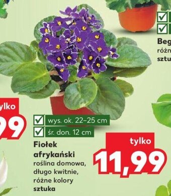 Kaufland Fiołek afrykański oferta