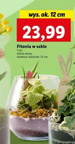 Lidl Fitonia w szkle śr 12 cm oferta