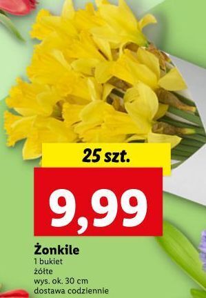 Lidl Żonkile oferta