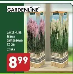 ALDI Trawa pampasowa garden line oferta