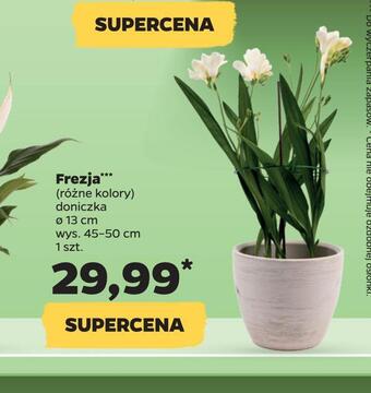 Netto Frezja *** oferta