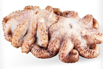 Makro Ośmiornica oferta