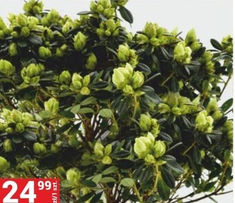 Merkury Market Roślina ogrodowa oferta