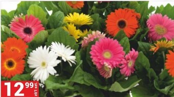 Merkury Market Roślina ogrodowa oferta