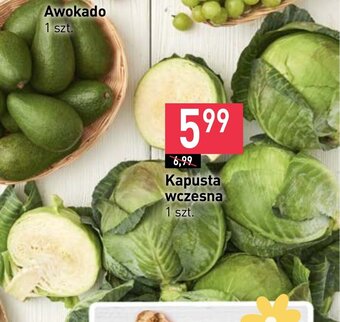 Stokrotka Kapusta wczesna 1 szt. oferta