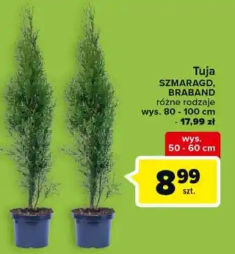 Carrefour Tuja 50-60cm oferta