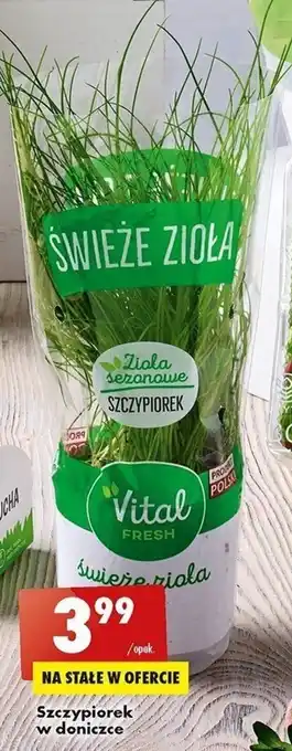 Biedronka Szczypiorek w doniczce oferta