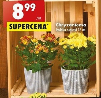 Biedronka Chryzantema oferta