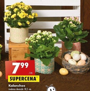 Biedronka Kalanchoe oferta