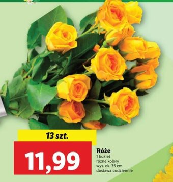 Lidl Róże 13szt. oferta