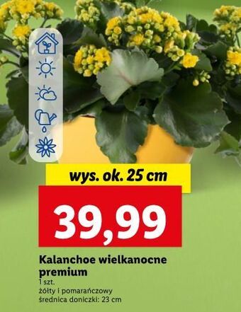 Lidl Kalanchoe żółte oferta