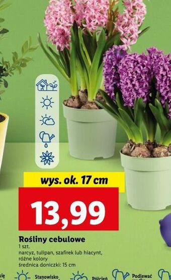 Lidl Hiacynt oferta