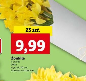 Lidl Żonkile oferta