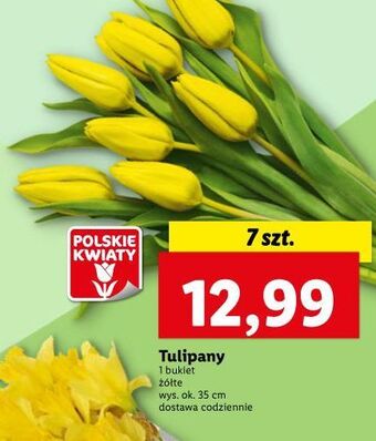 Lidl Tulipany oferta