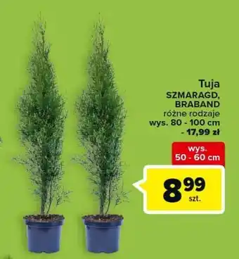 Carrefour Tuja szmaragd 50-60 cm oferta