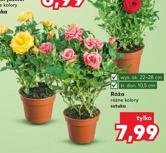 Kaufland Róza oferta
