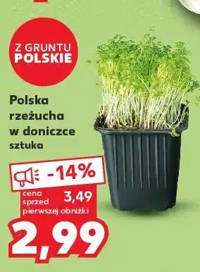 Kaufland Rzeżucha w doniczce oferta